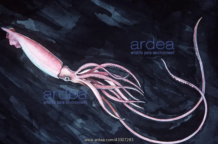  : Painting of GIANT SQUID