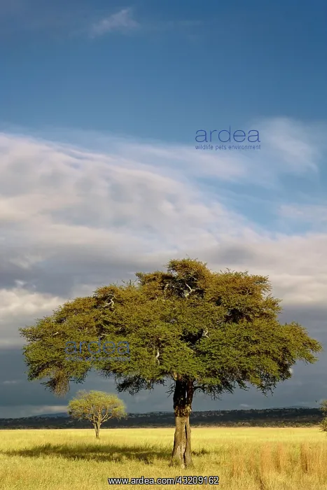 : Pair of Acacia trees in late afternoon light : Pair of Acacia trees in late afternoon light