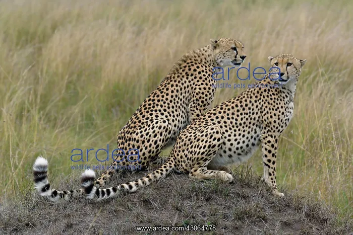 : Pair of adult Cheetah brothers, Acinonyx : Pair of adult Cheetah brothers, Acinonyx