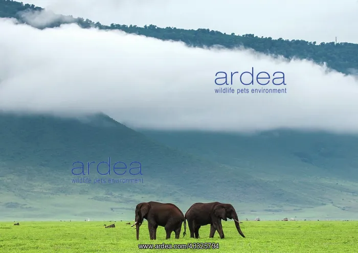 : Pair of African elephants (Loxodonta africana) i : Pair of African elephants (Loxodonta africana) i