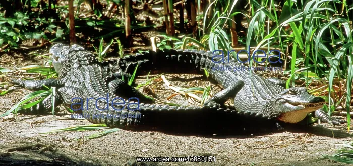 : Pair of American Alligators sunning : Pair of American Alligators sunning