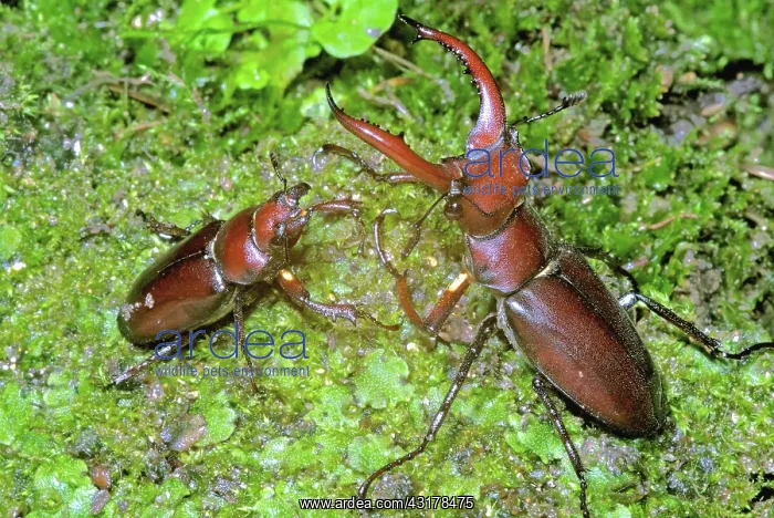 : Pair of American Stag Beetles, Lucanus elaphus : Pair of American Stag Beetles, Lucanus elaphus