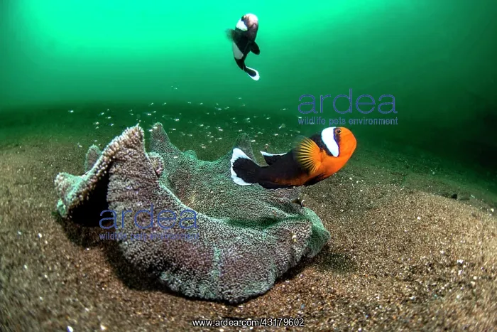 : Pair of animals from Saddleback clownfish (Amphiprion : Pair of animals from Saddleback clownfish (Amphiprion