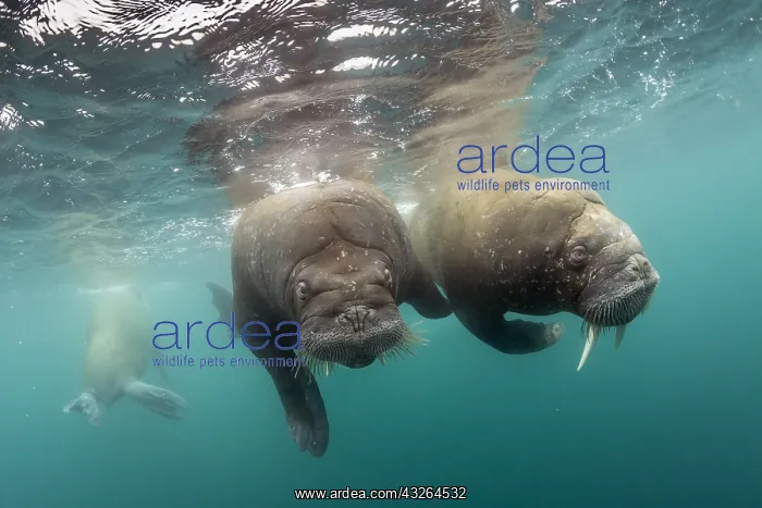 : Pair of Atlantic walrus (Odobenus rosmarus), Spitsbergen : Pair of Atlantic walrus (Odobenus rosmarus), Spitsbergen
