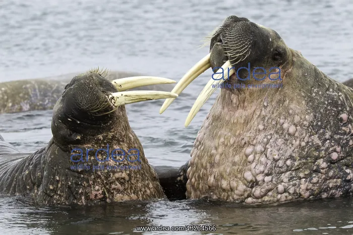  : Pair of Atlantic walrus (Odobenus rosmarus), one