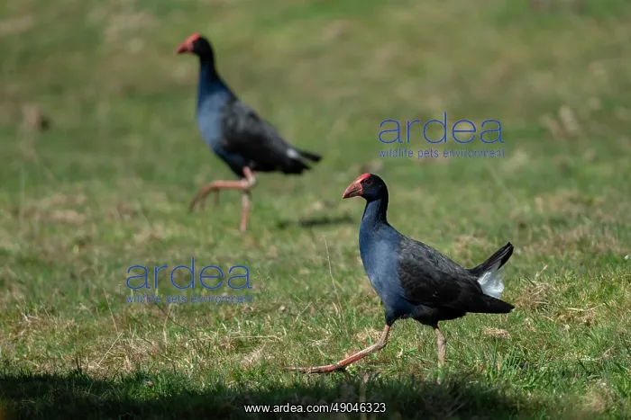 : Pair of Australasian Swamphens : Pair of Australasian Swamphens