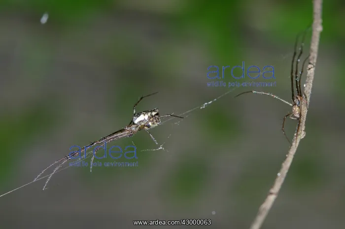 : Pair of Big-Bellied Tylorida Spiders on web and : Pair of Big-Bellied Tylorida Spiders on web and