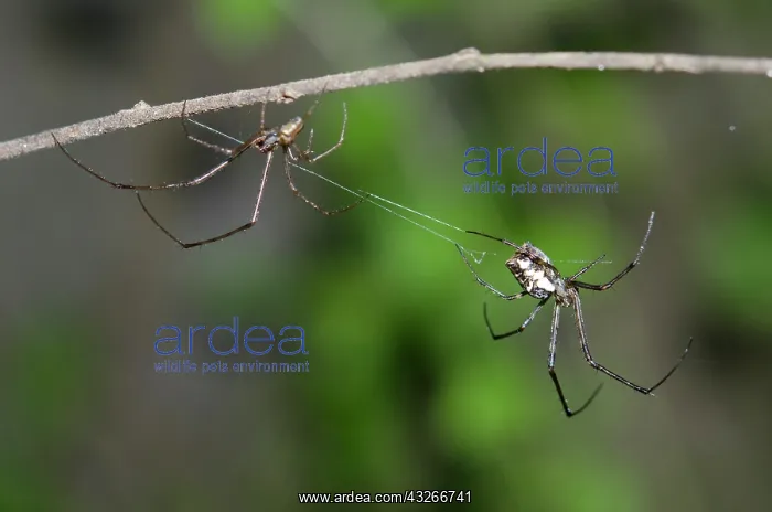: Pair of Big-Bellied Tylorida Spiders on web and : Pair of Big-Bellied Tylorida Spiders on web and