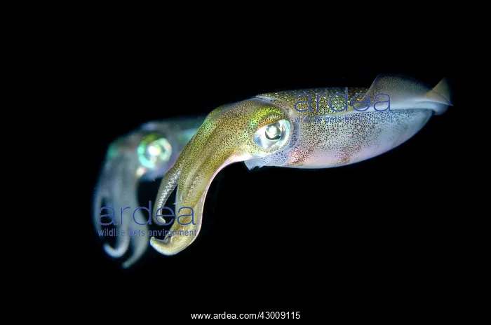 : Pair of Bigfin Reef Squid during night dive Batu : Pair of Bigfin Reef Squid during night dive Batu