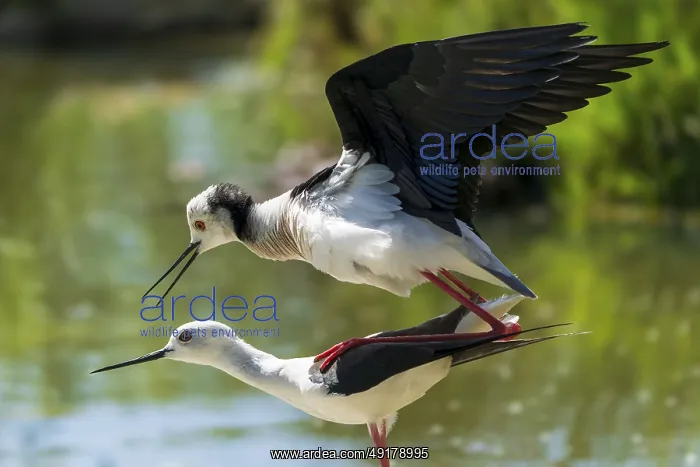 : A pair of birds in flight and mating behaviour over a pond : A pair of birds in flight and mating behaviour over a pond