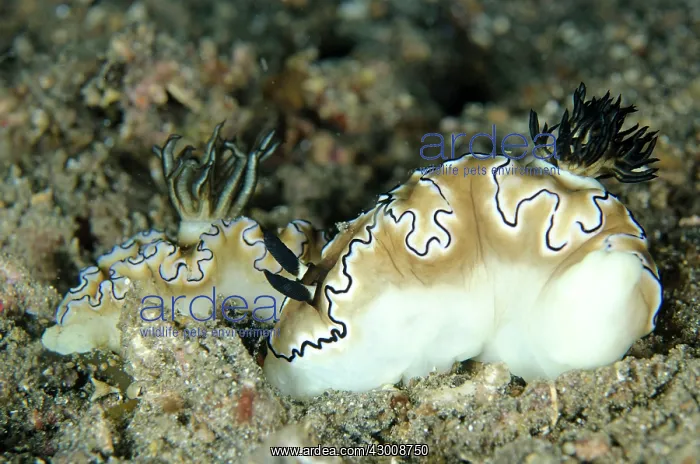 : Pair of Black-margined Glossodoris Nudibranchs Serena : Pair of Black-margined Glossodoris Nudibranchs Serena
