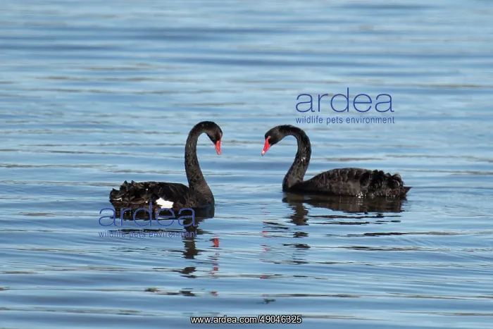: Pair of Black Swans : Pair of Black Swans