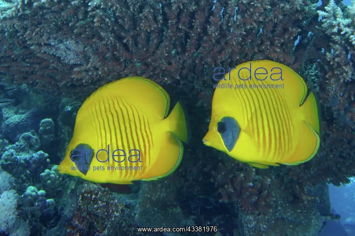: Pair of bluecheek butterflyfish (Chaetodon semilarvatus) : Pair of bluecheek butterflyfish (Chaetodon semilarvatus)