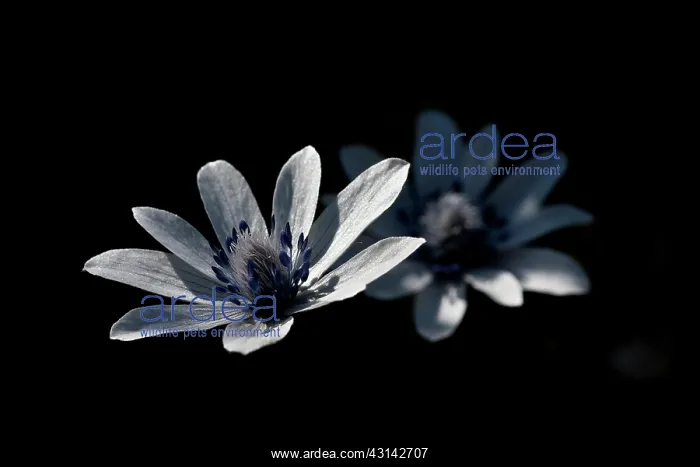 : A pair of Broad Leaved Anemone : A pair of Broad Leaved Anemone