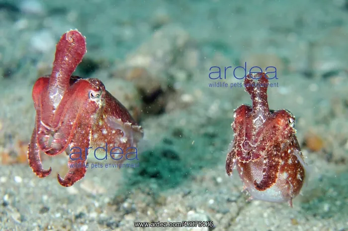 : Pair of Broadclub Cuttlefish : Pair of Broadclub Cuttlefish