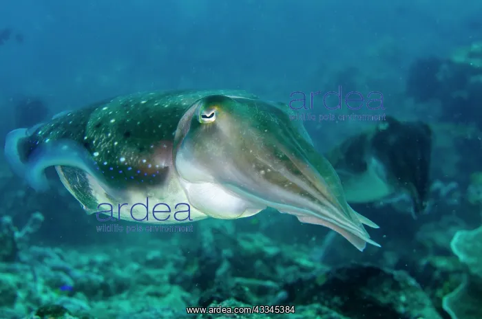 : Pair of Broadclub Cuttlefish - Gili Mimpang dive : Pair of Broadclub Cuttlefish - Gili Mimpang dive