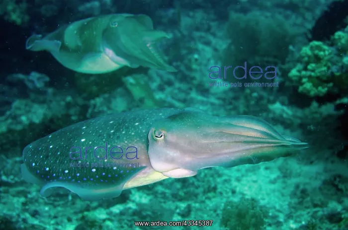 : Pair of Broadclub Cuttlefish - Gili Mimpang dive : Pair of Broadclub Cuttlefish - Gili Mimpang dive