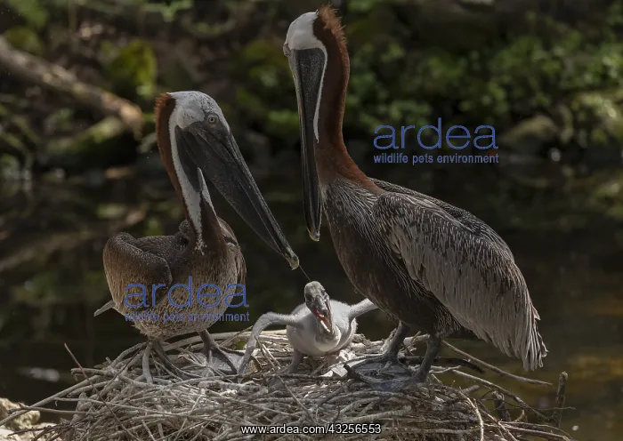 : Pair of Brown Pelicans, Pelecanus occidentalis : Pair of Brown Pelicans, Pelecanus occidentalis