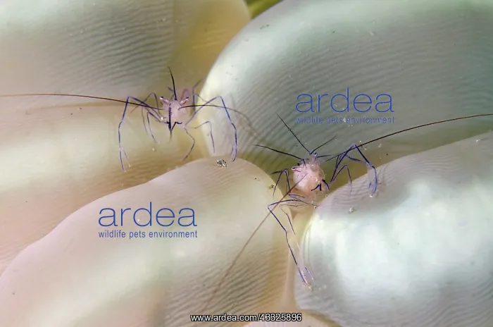 : Pair of Bubble Coral Shrimps in Bubble Coral (Plerogyra : Pair of Bubble Coral Shrimps in Bubble Coral (Plerogyra