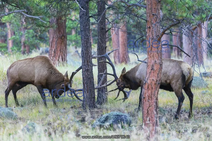 : Pair of bull elk fight among the Ponderosa pines for control : Pair of bull elk fight among the Ponderosa pines for control