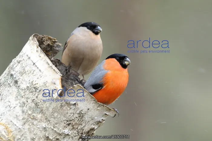 : A pair of Bullfinches (Pyrrhula pyrrhula) perch : A pair of Bullfinches (Pyrrhula pyrrhula) perch