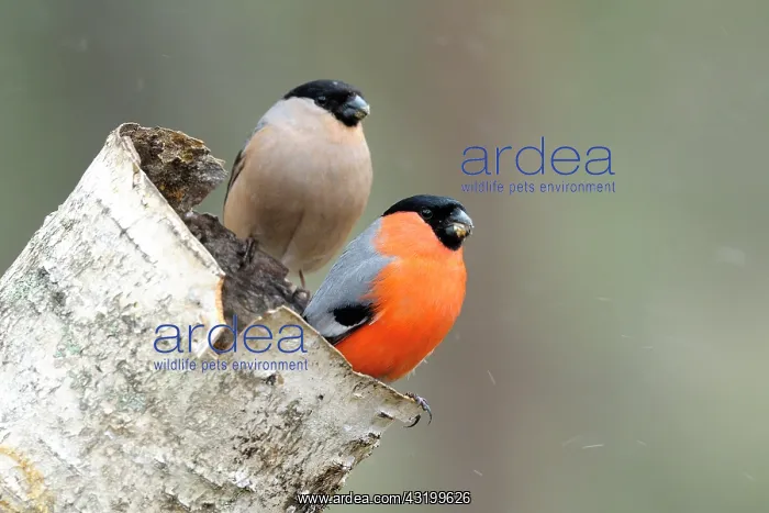 : Birch. A pair of Bullfinches (Pyrrhula pyrrhula) perched on a broken stem of a Birch : Birch. A pair of Bullfinches (Pyrrhula pyrrhula) perched on a broken stem of a Birch