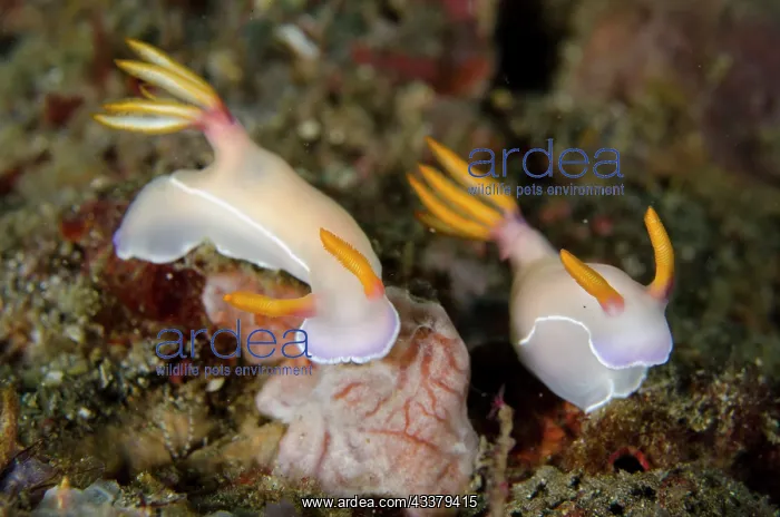  : Pair of Bullock's Hypselodoris Nudibranches