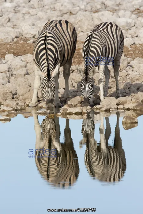  : Pair of Burchell's Zebra (Equus quagga burchel