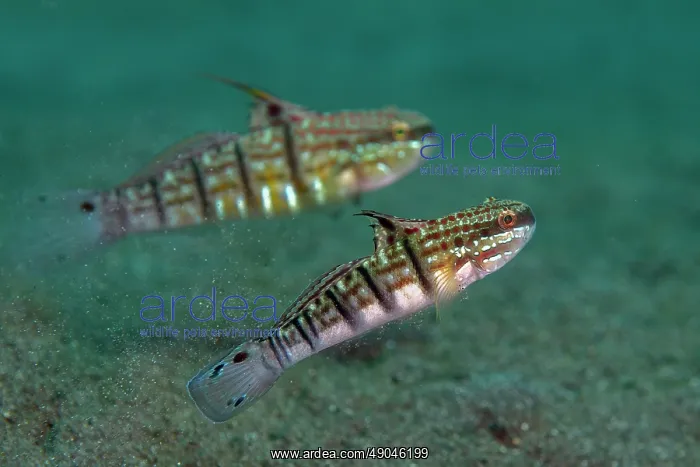 : Pair of Calico Gobies : Pair of Calico Gobies