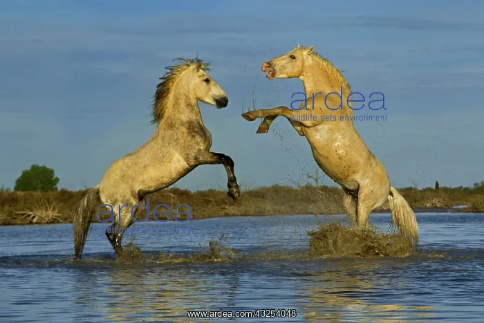 : Pair of Camargue Horse stallions fighting : Pair of Camargue Horse stallions fighting