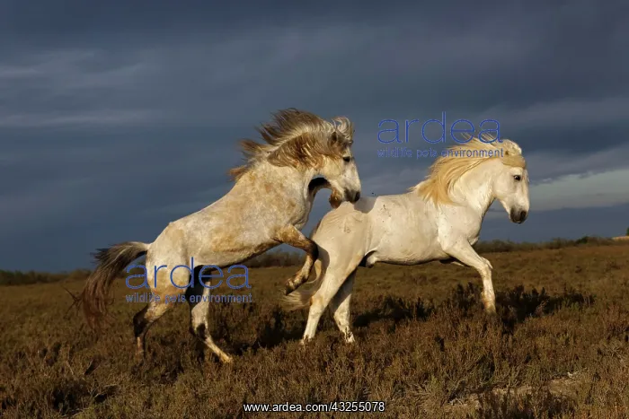  : Pair of Camargue horse stallions fighting