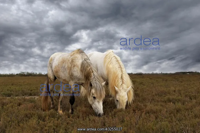 : Pair of Camargue horse stallions, southern : Pair of Camargue horse stallions, southern