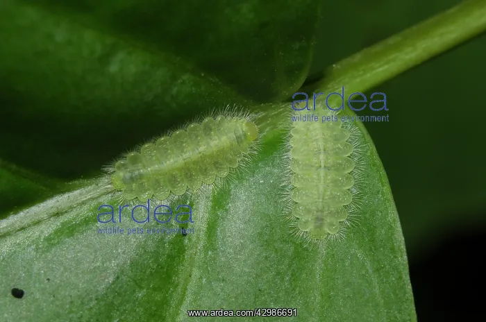 : Pair of Caterpillars of the Metalmark Butterfliy : Pair of Caterpillars of the Metalmark Butterfliy