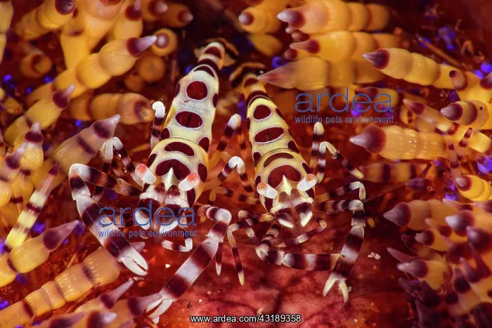  : Pair of Colemans shrimp (Periclimenes colemani)