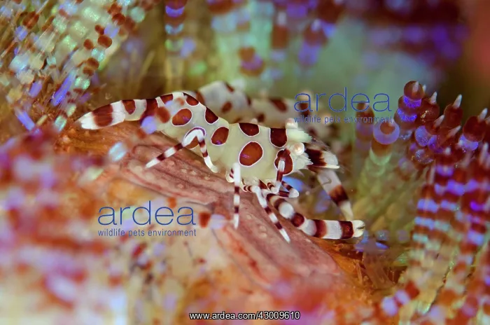 : Pair of Coleman's Shrimps in Fire Urchin (Asthenosoma : Pair of Coleman's Shrimps in Fire Urchin (Asthenosoma