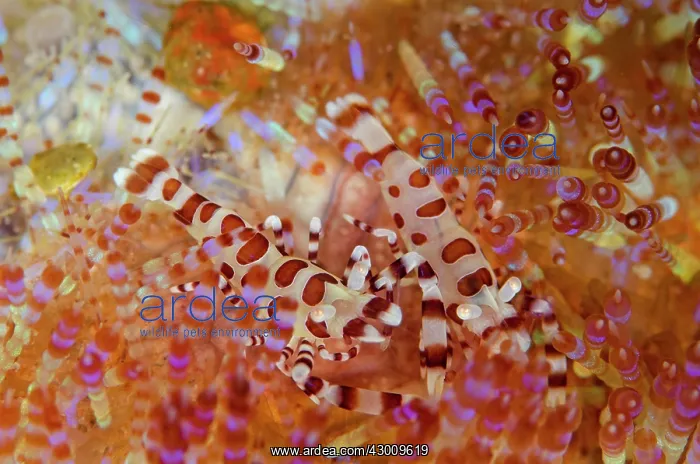 : Pair of Coleman's Shrimps in Fire Urchin (Asthenosoma : Pair of Coleman's Shrimps in Fire Urchin (Asthenosoma