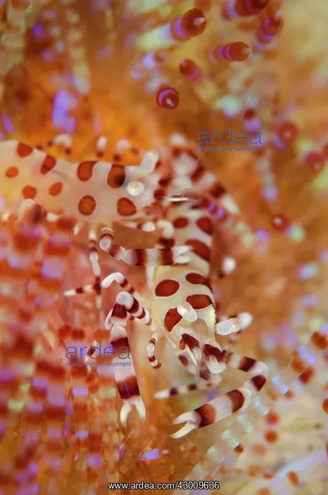 : Pair of Coleman's Shrimps in Fire Urchin (Asthenosoma : Pair of Coleman's Shrimps in Fire Urchin (Asthenosoma