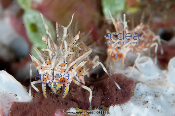 : Pair of Colorful Tiger Shrimp : Pair of Colorful Tiger Shrimp