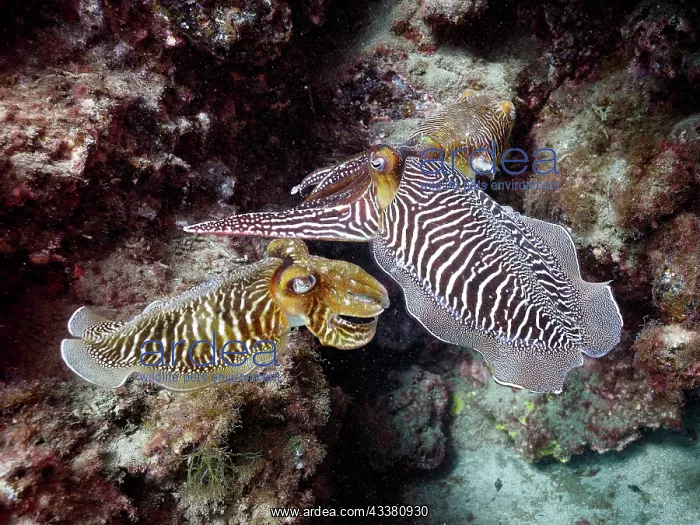: Pair of common cuttlefish (Sepia officinalis), El : Pair of common cuttlefish (Sepia officinalis), El
