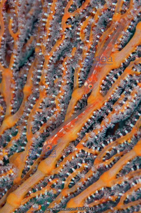 : Pair of Common Ghostgobies : Pair of Common Ghostgobies