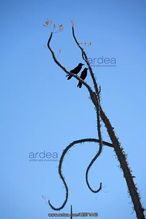 : Pair of common ravens perched in a boojum tree : Pair of common ravens perched in a boojum tree