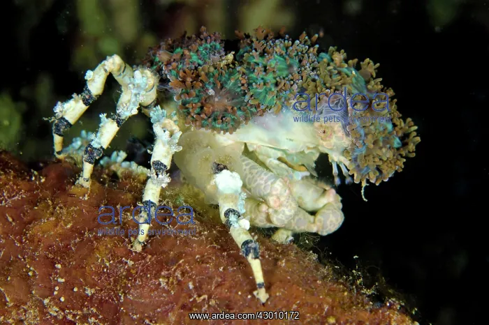 : Pair of Corallimorph Decorator Crabs using Corallimorphs : Pair of Corallimorph Decorator Crabs using Corallimorphs