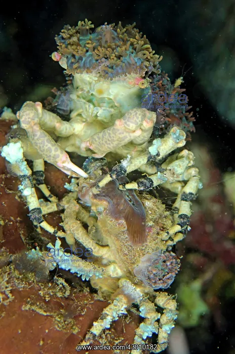  : Pair of Corallimorph Decorator Crabs using Corallimorphs