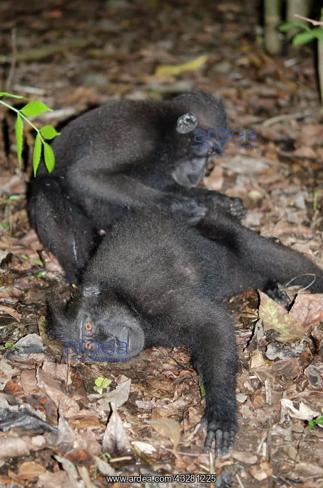: Pair of Crested Black Macaque Monkeys grooming - : Pair of Crested Black Macaque Monkeys grooming -