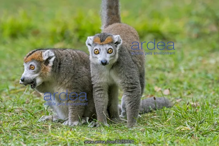: Pair of crowned (Lemur coronatus) lemurs (Eulemur : Pair of crowned (Lemur coronatus) lemurs (Eulemur
