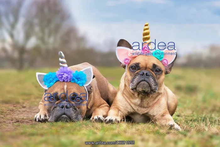 : Pair of cute French Bulldog dogs dressed up with : Pair of cute French Bulldog dogs dressed up with