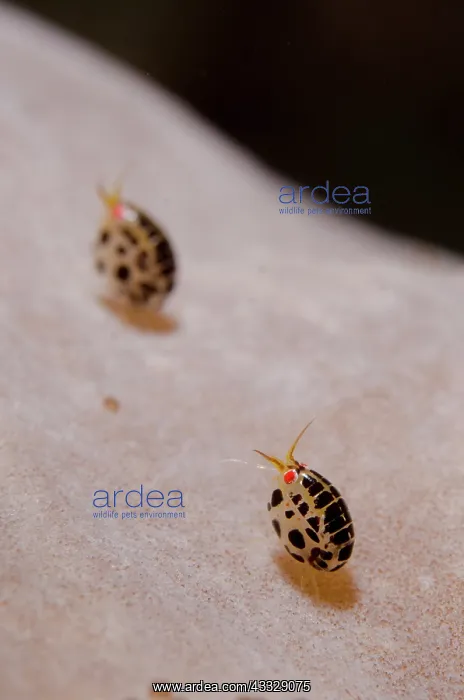 : Pair of Dalmatian Ladybug Amphipods - on sponge : Pair of Dalmatian Ladybug Amphipods - on sponge