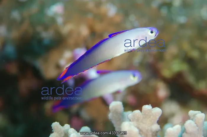 : Pair of Decorated Dartfish : Pair of Decorated Dartfish