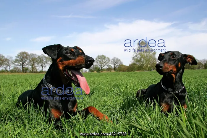 : Pair of doberman pinschers - doberman - male (left : Pair of doberman pinschers - doberman - male (left