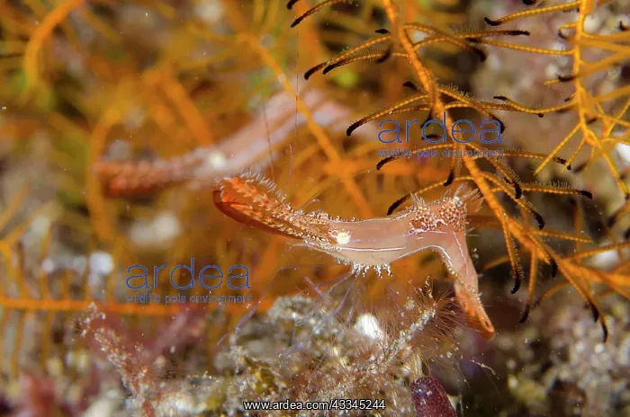 : Pair of Donald Duck Shrimps - in Crinoid (Comatulida : Pair of Donald Duck Shrimps - in Crinoid (Comatulida